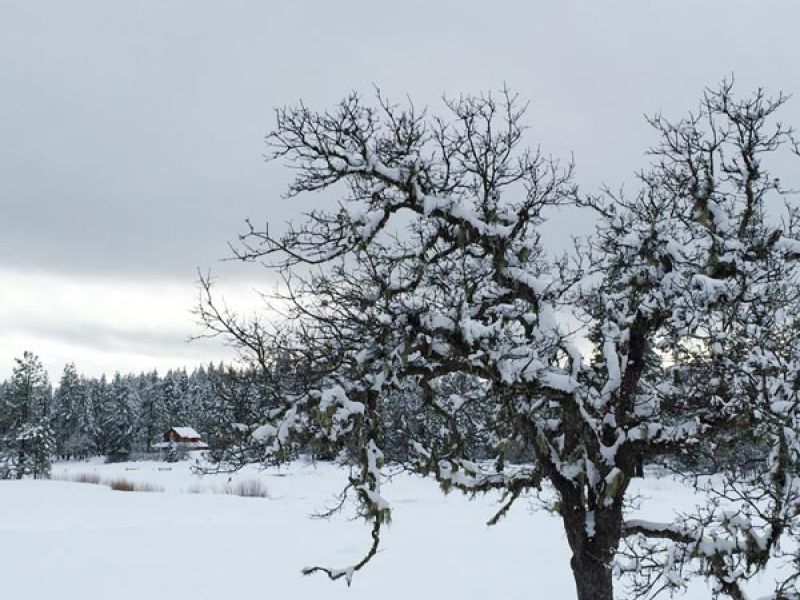 winter at The Forest natural burial ground