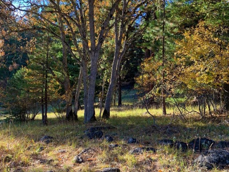 Fall at The Forest at Willow-Witt Ranch