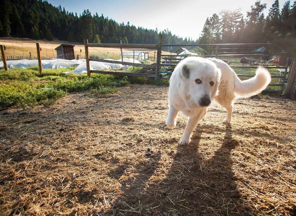 Luna, Willow-Witt ranch dog