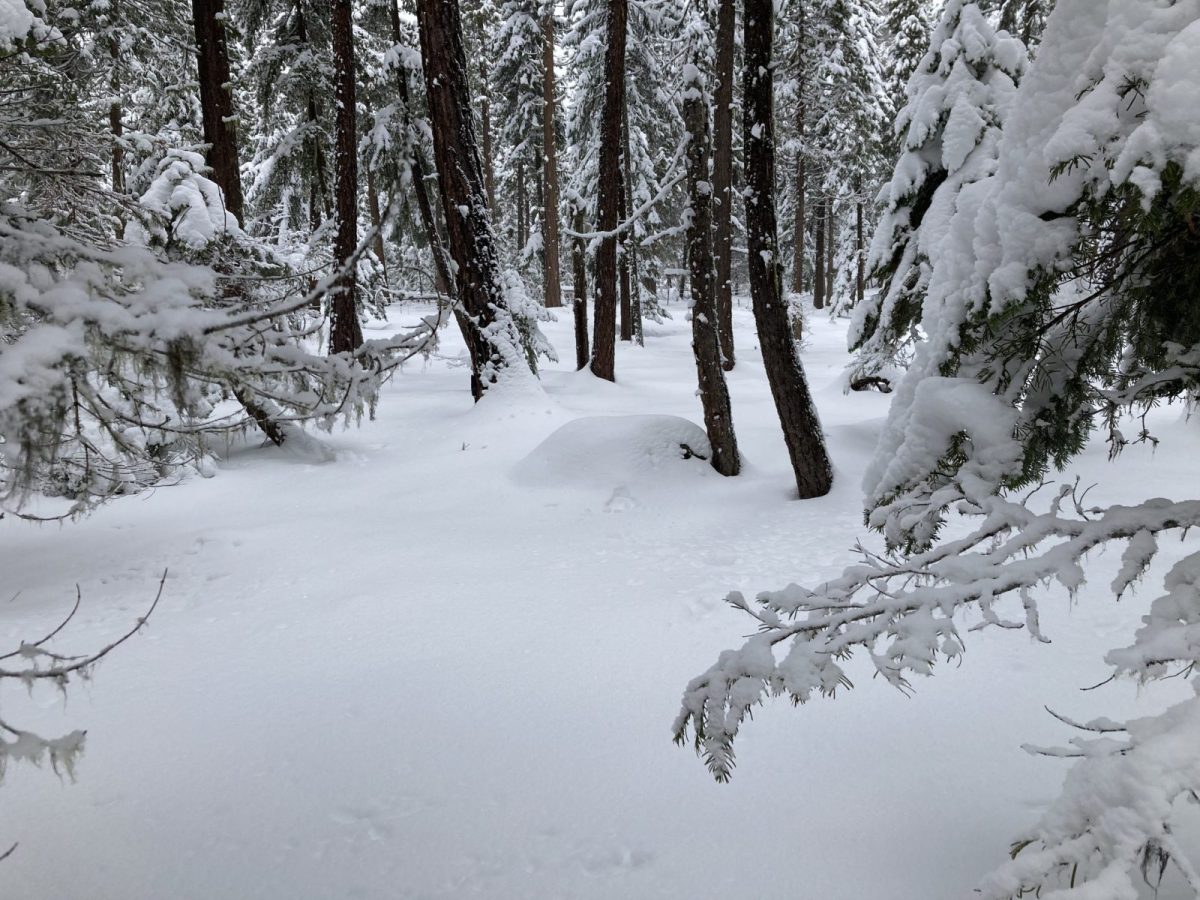 The Forest floor covered in snow