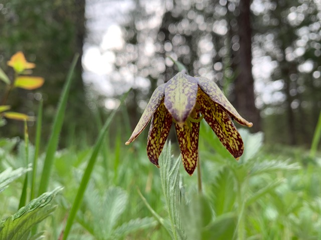 chocolate lily 