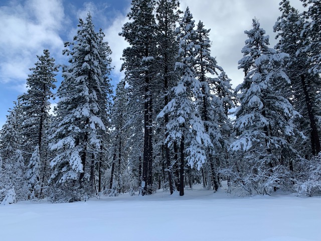 forest trees covered in snow