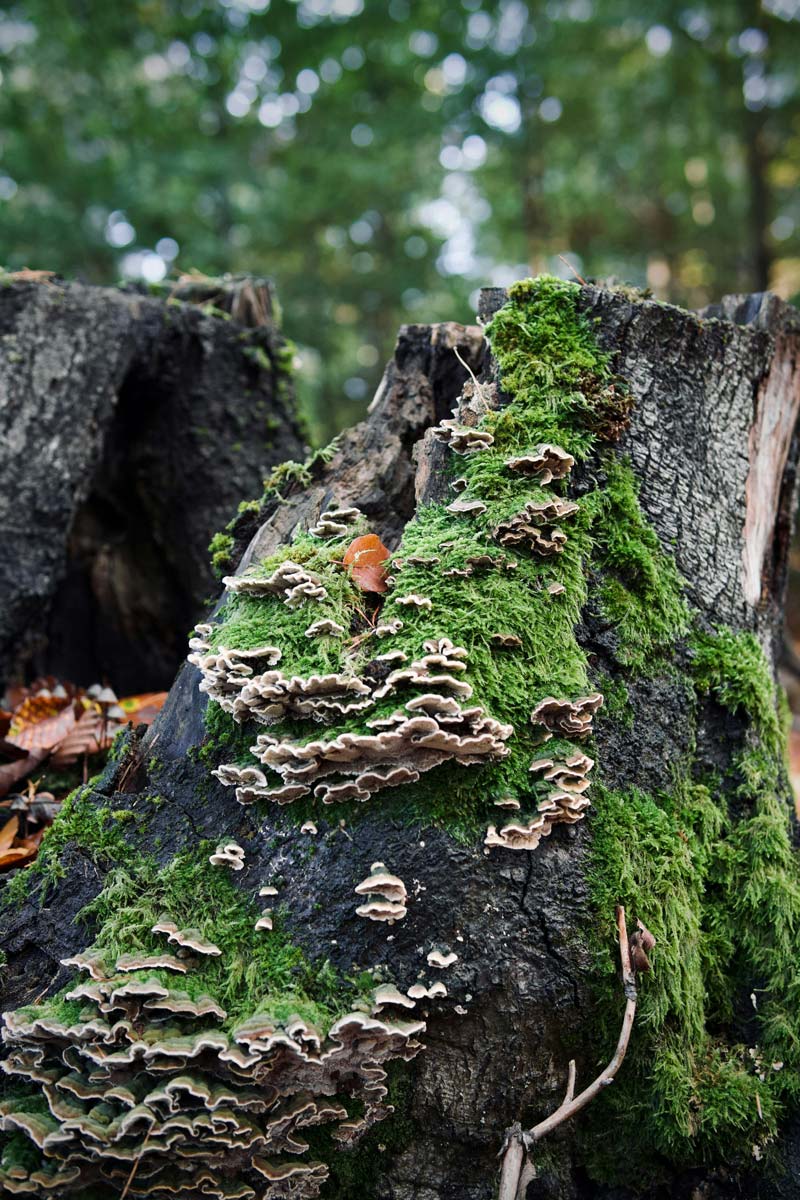 closeup of fungus and moss growth on stump in The Forest Conservation Burial Ground