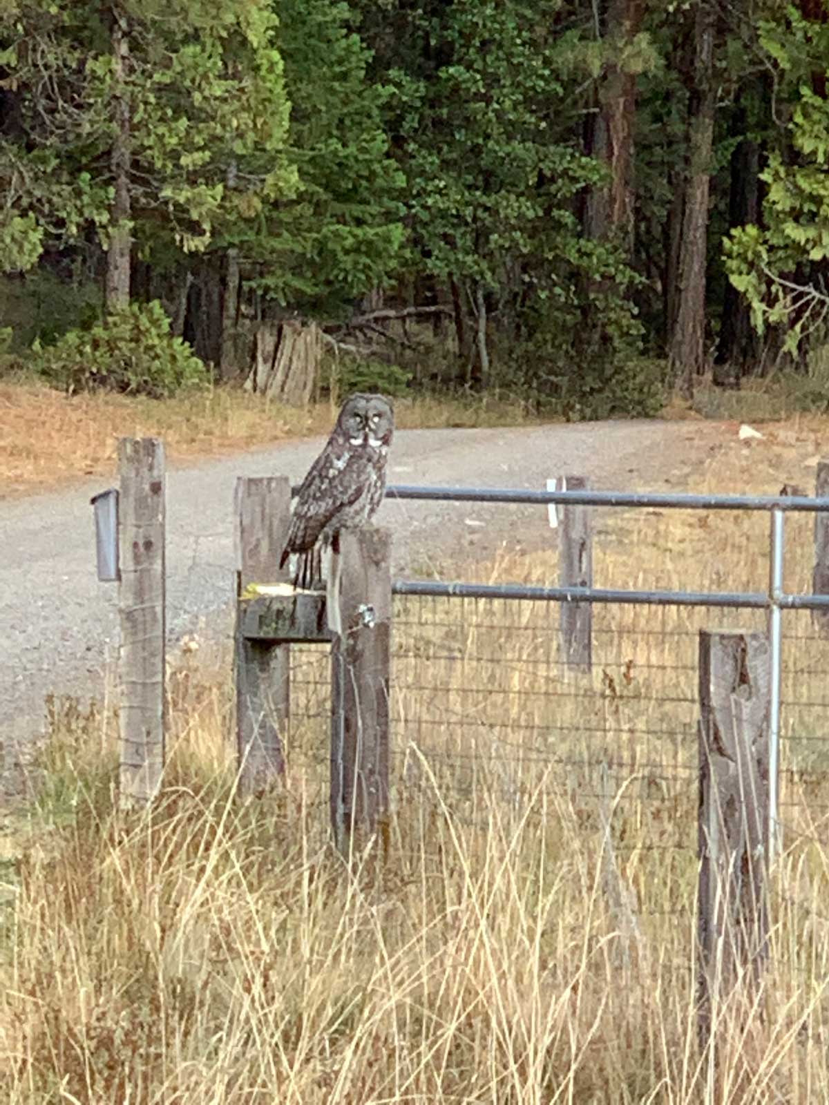 Great Gray Owl on fence post at The Forest Conservation Burial Ground