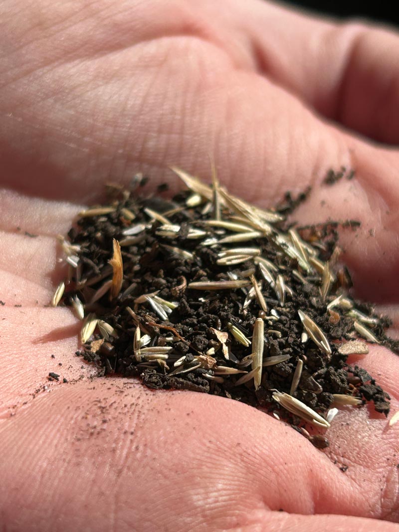 closeup of hand holding pile of native seeds to plant