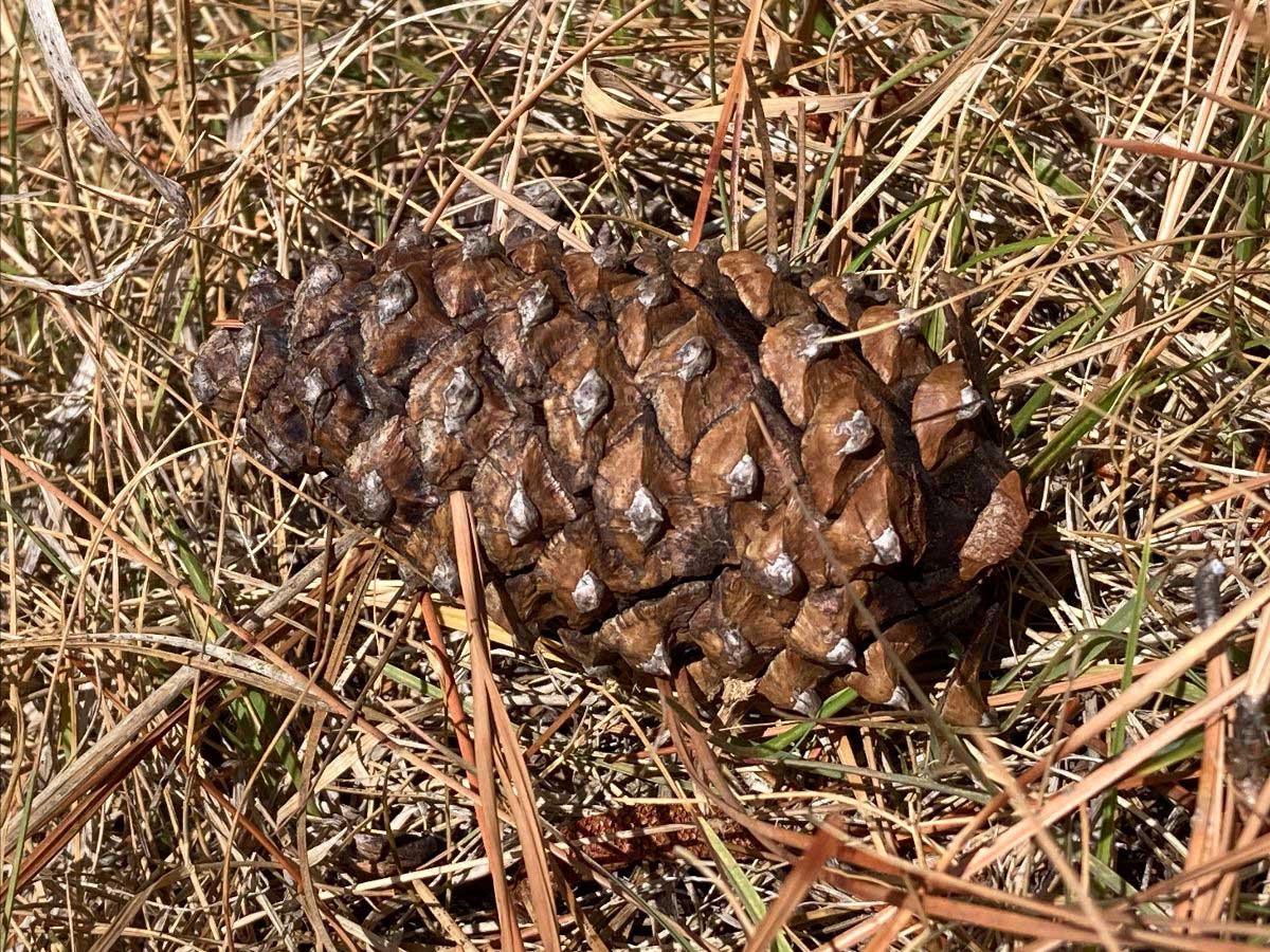 Ponderosa pine cone closeup
