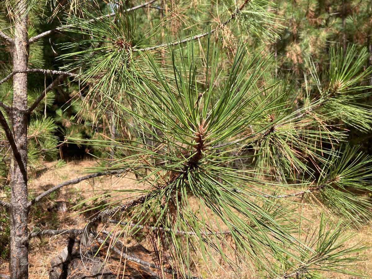 Ponderosa pine needles closeup