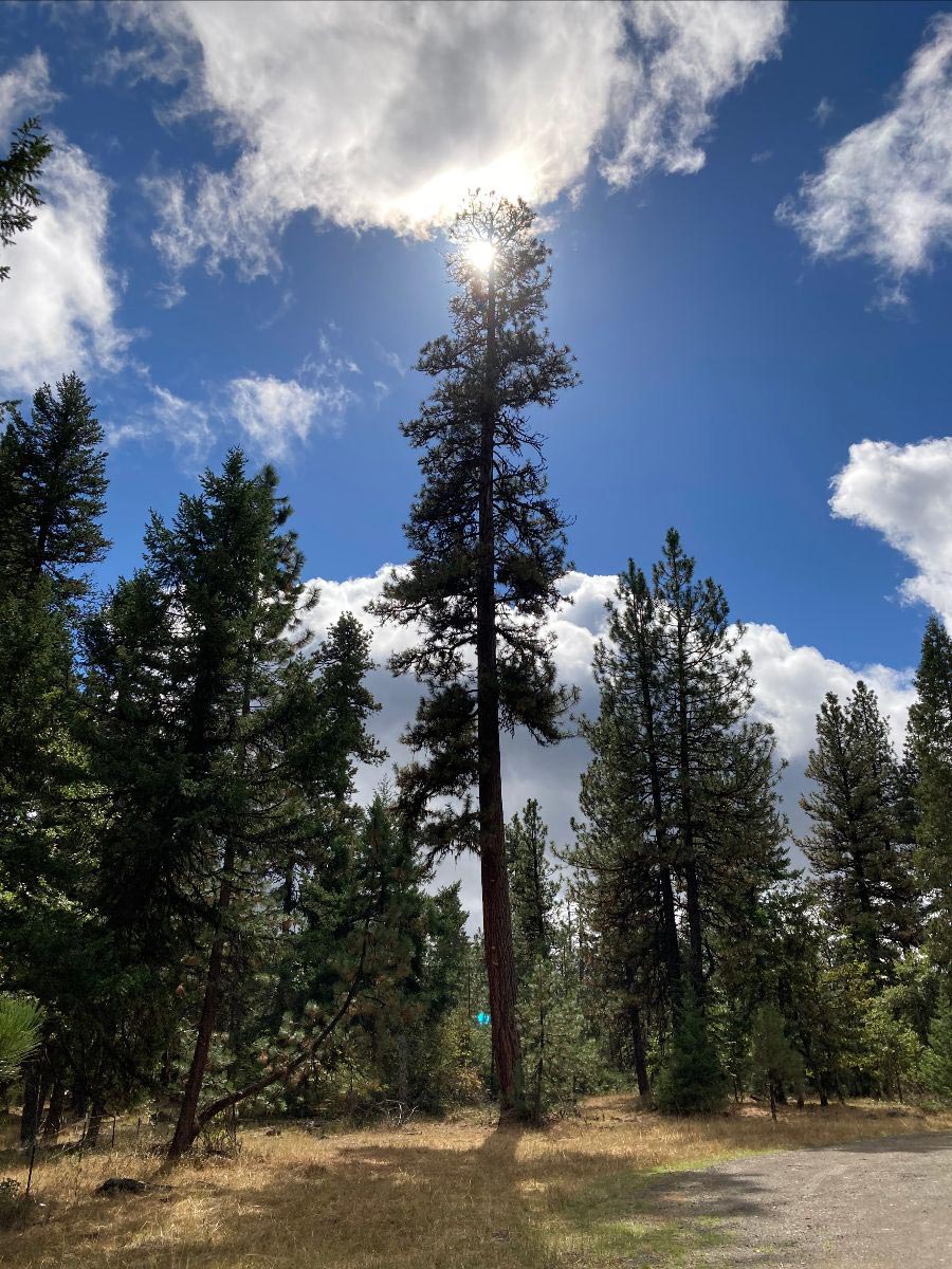 Ponderosa pine tree at The Forest Conservation Burial Ground