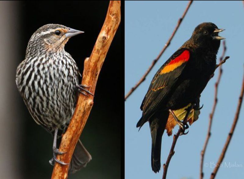 red-winged blackbird - female and male