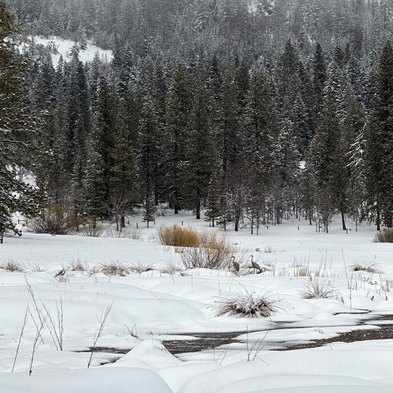 sandhill cranes in snowy Willow-Witt Ranch wetland