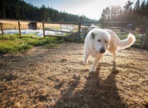 Luna, Willow-Witt ranch dog