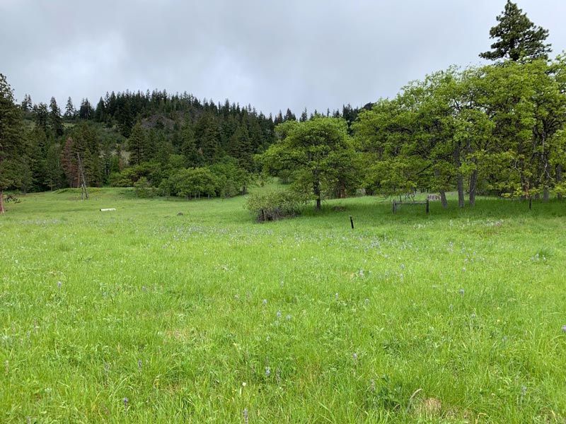 Spring at The Forest at Willow-Witt Ranch