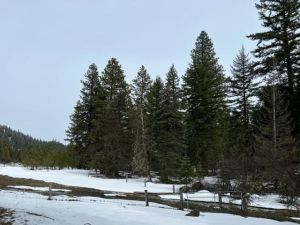 meadow and forest with winter snow