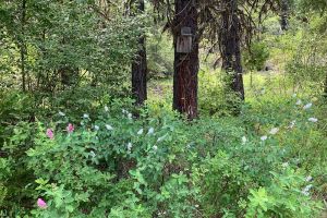 wildflowers in The Forest natural burial ground