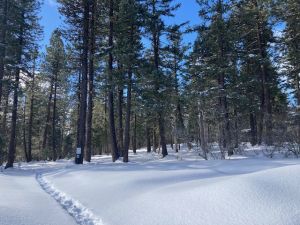 path through snow at The Forest green burial ground