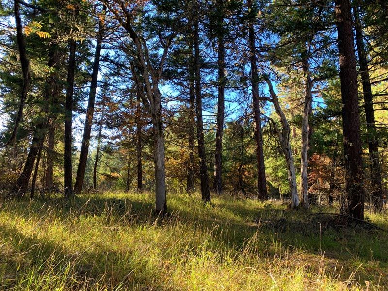 fall at The Forest burial ground