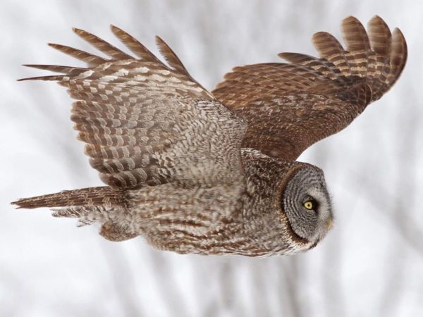 Great Gray Owl in flight during winter