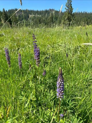 lupine in bloom