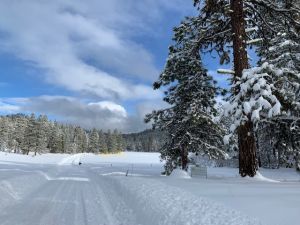 The Forest road covered in snow