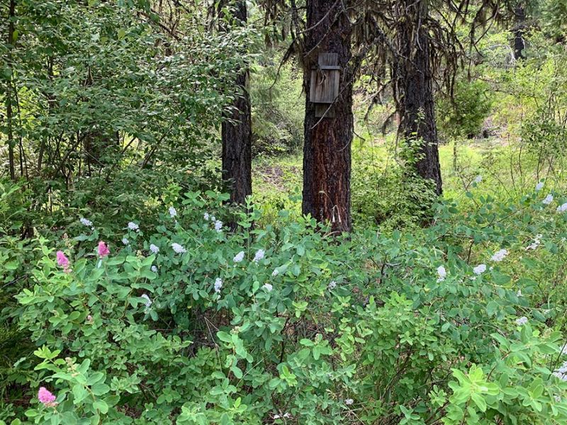 wildflowers in The Forest natural burial ground