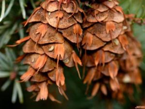 Douglas fir cones closeup
