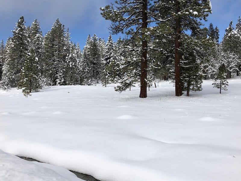 Winter at The Forest